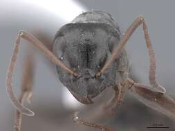 Image of wood ant