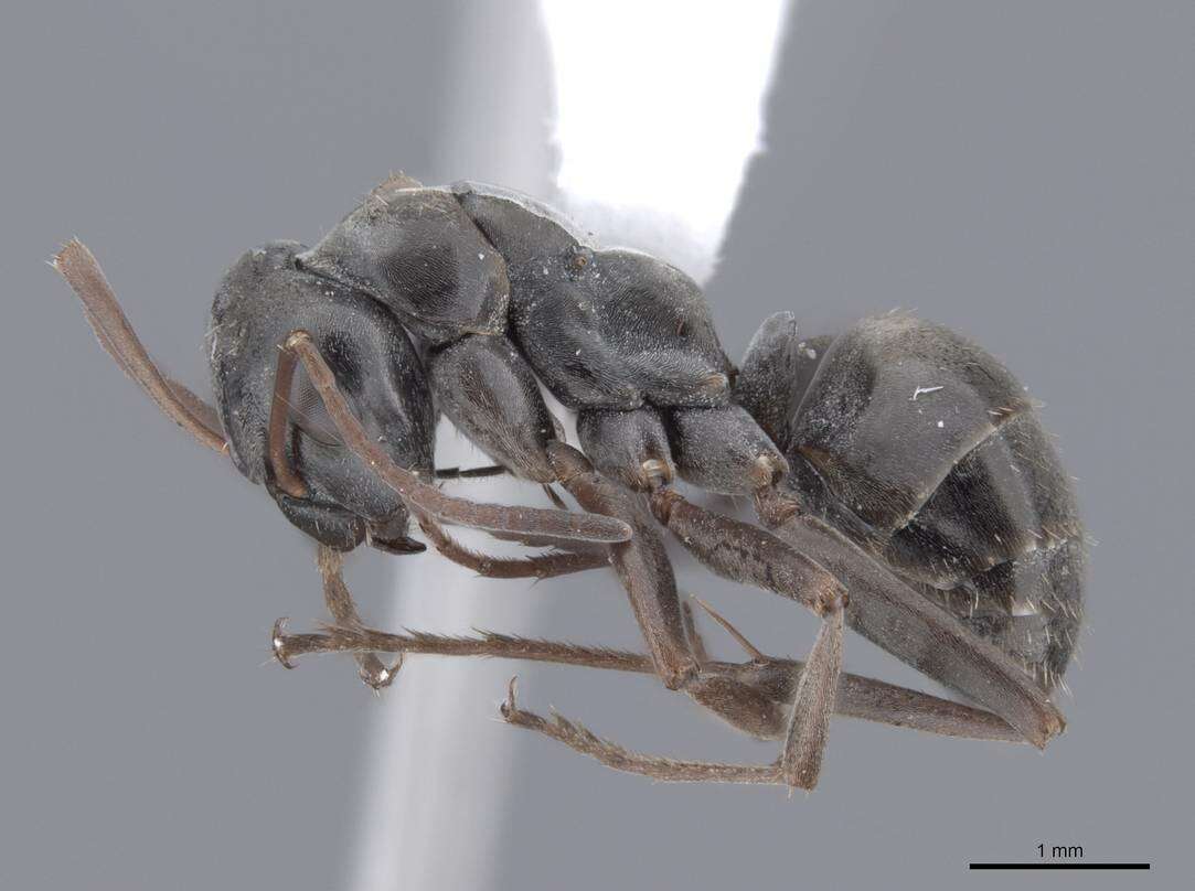 Image of wood ant