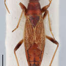 Image of Paracnemodus capensis Slater 1964