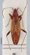 Image of Paracnemodus capensis Slater 1964