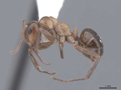 Image of wood ant