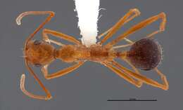 Image of Aphaenogaster boulderensis Smith 1941