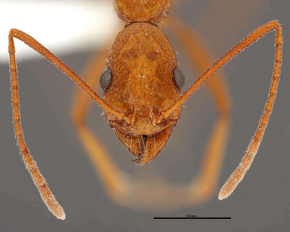 Image of Aphaenogaster boulderensis Smith 1941