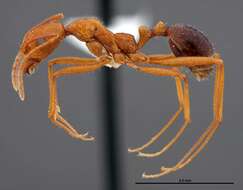 Image of Aphaenogaster boulderensis Smith 1941