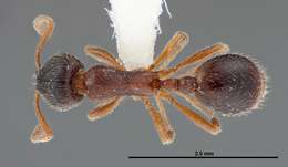 Imagem de Stenamma smithi Cole 1966