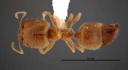 Image of Pheidole paiute Gregg 1959