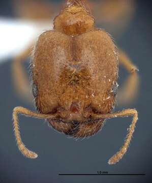 Image of Pheidole paiute Gregg 1959