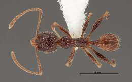 Image of Pheidole clydei Gregg 1950