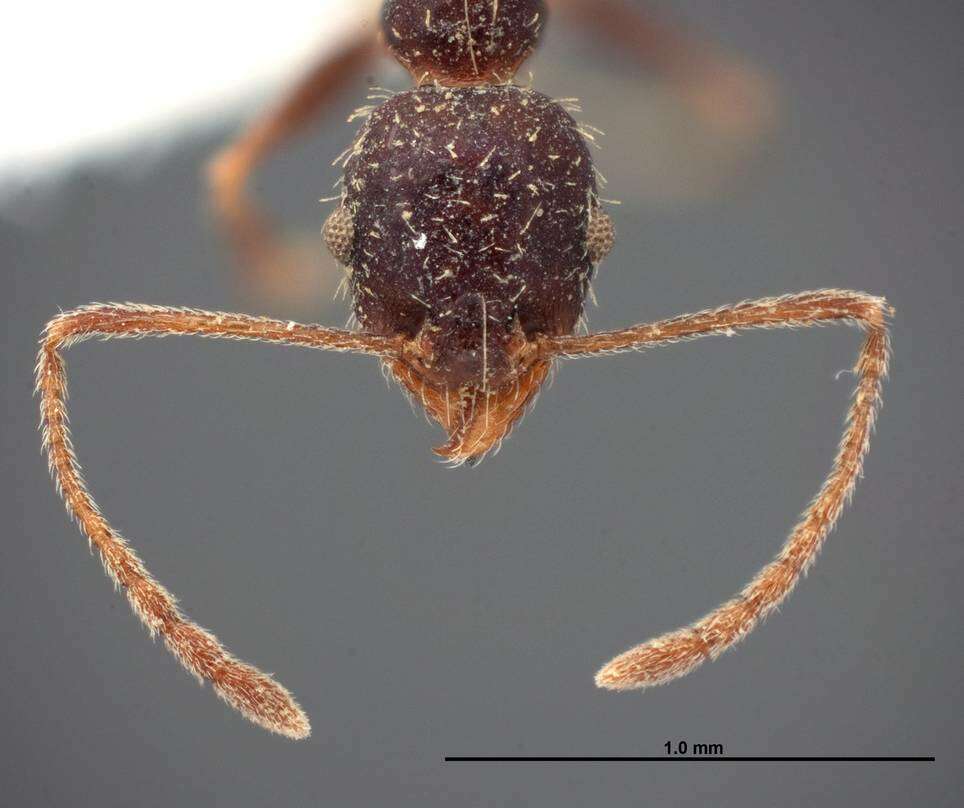 Image of Pheidole clydei Gregg 1950