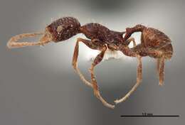 Image of Pheidole clydei Gregg 1950