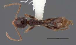 Image of Pheidole clydei Gregg 1950