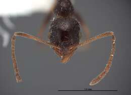 Image of Pheidole clydei Gregg 1950