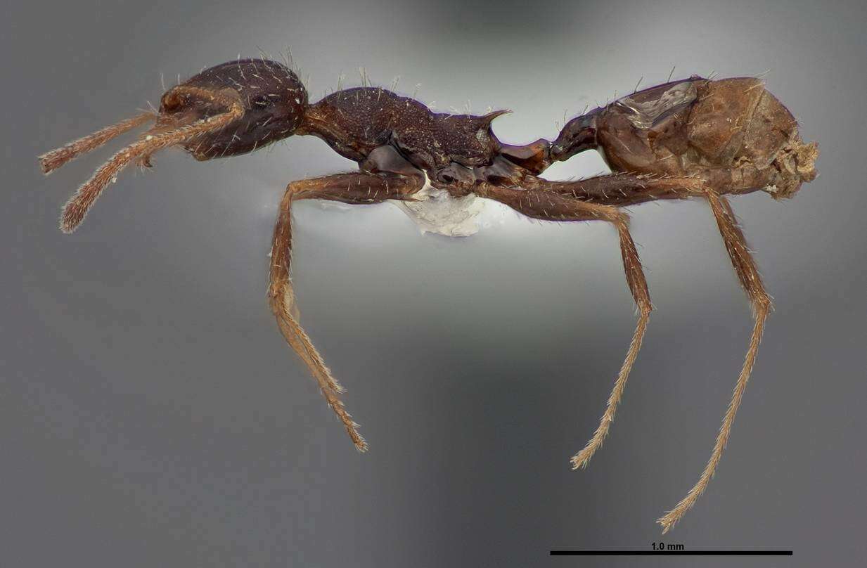 Image of Pheidole clydei Gregg 1950