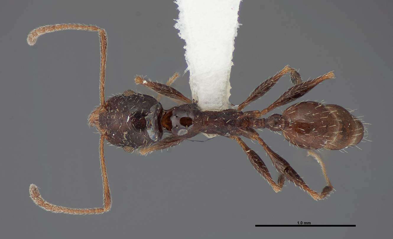 Image of Pheidole clydei Gregg 1950