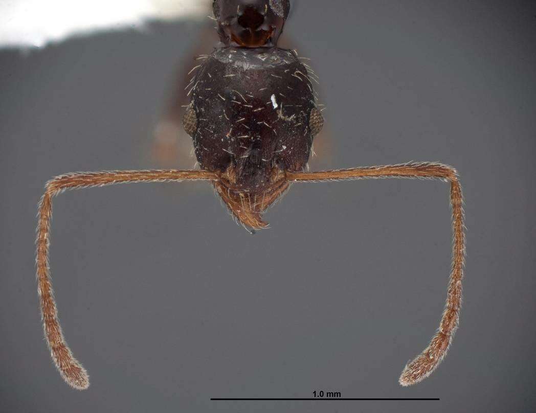 Image of Pheidole clydei Gregg 1950