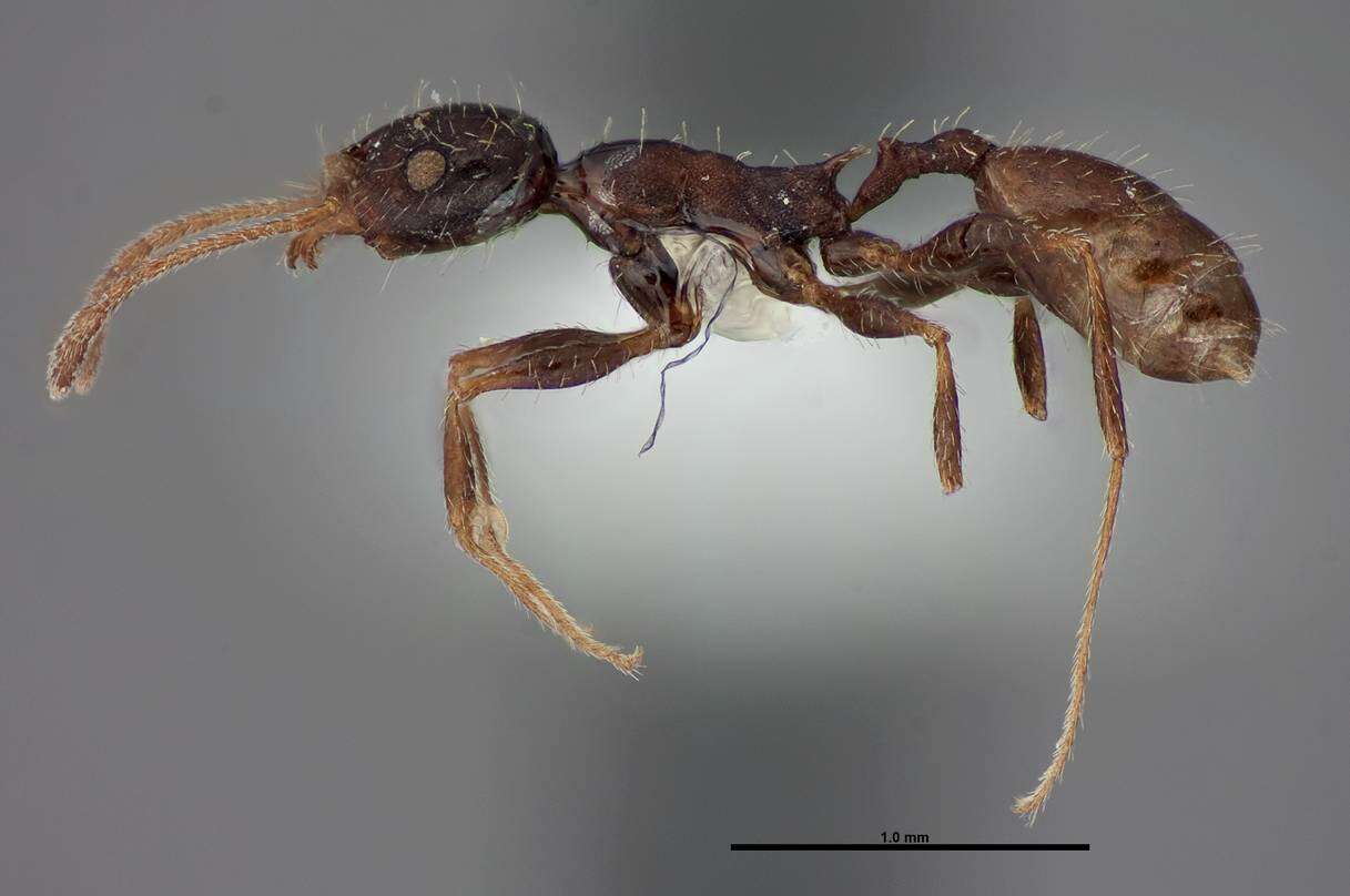 Image of Pheidole clydei Gregg 1950