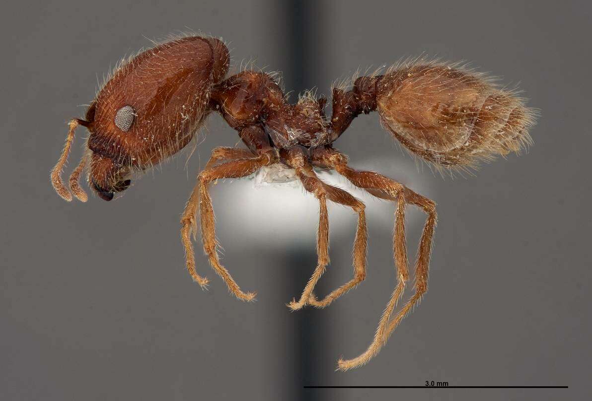 Pheidole psammophila Creighton & Gregg 1955 resmi