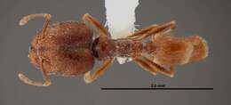 Image of Pheidole rugulosa Gregg 1959