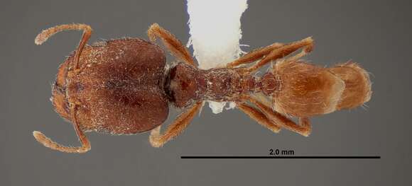 Image of Pheidole rugulosa Gregg 1959