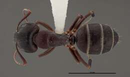 Image of Essig's Carpenter Ant