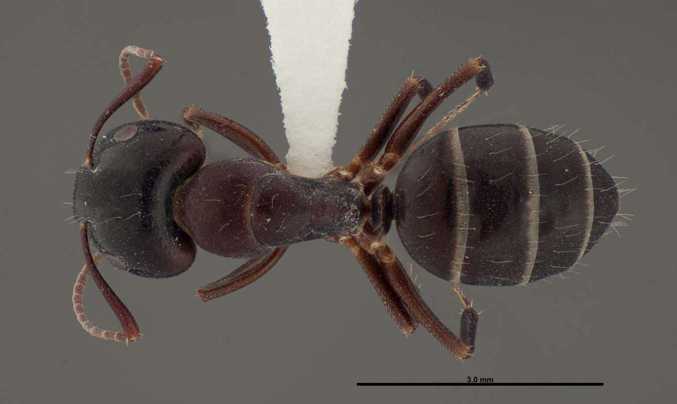 Image of Essig's Carpenter Ant