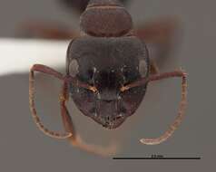 Image of Essig's Carpenter Ant