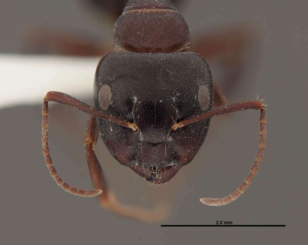 Image of Essig's Carpenter Ant