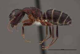 Image of Essig's Carpenter Ant