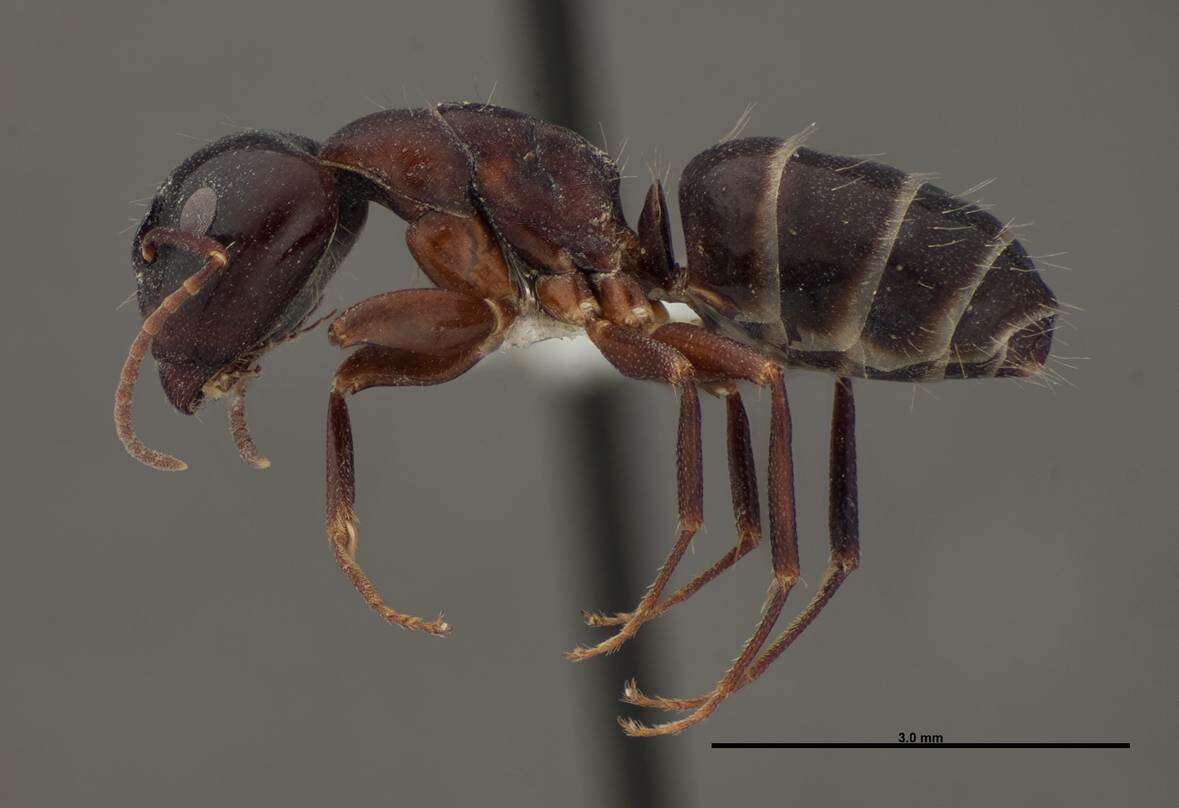 Image of Essig's Carpenter Ant