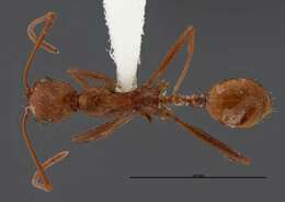 Image of Aphaenogaster boulderensis Smith 1941