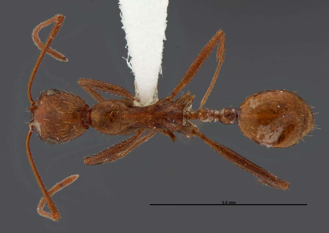 Image of Aphaenogaster boulderensis Smith 1941