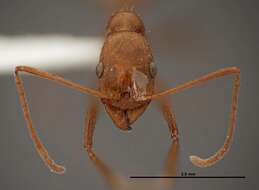 Image of Aphaenogaster boulderensis Smith 1941