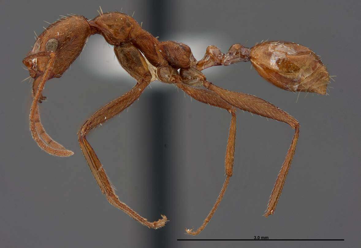 Image of Aphaenogaster boulderensis Smith 1941