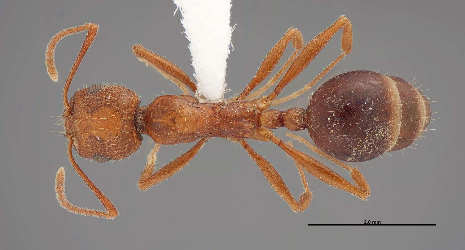 Image of Aphaenogaster uinta Wheeler 1917