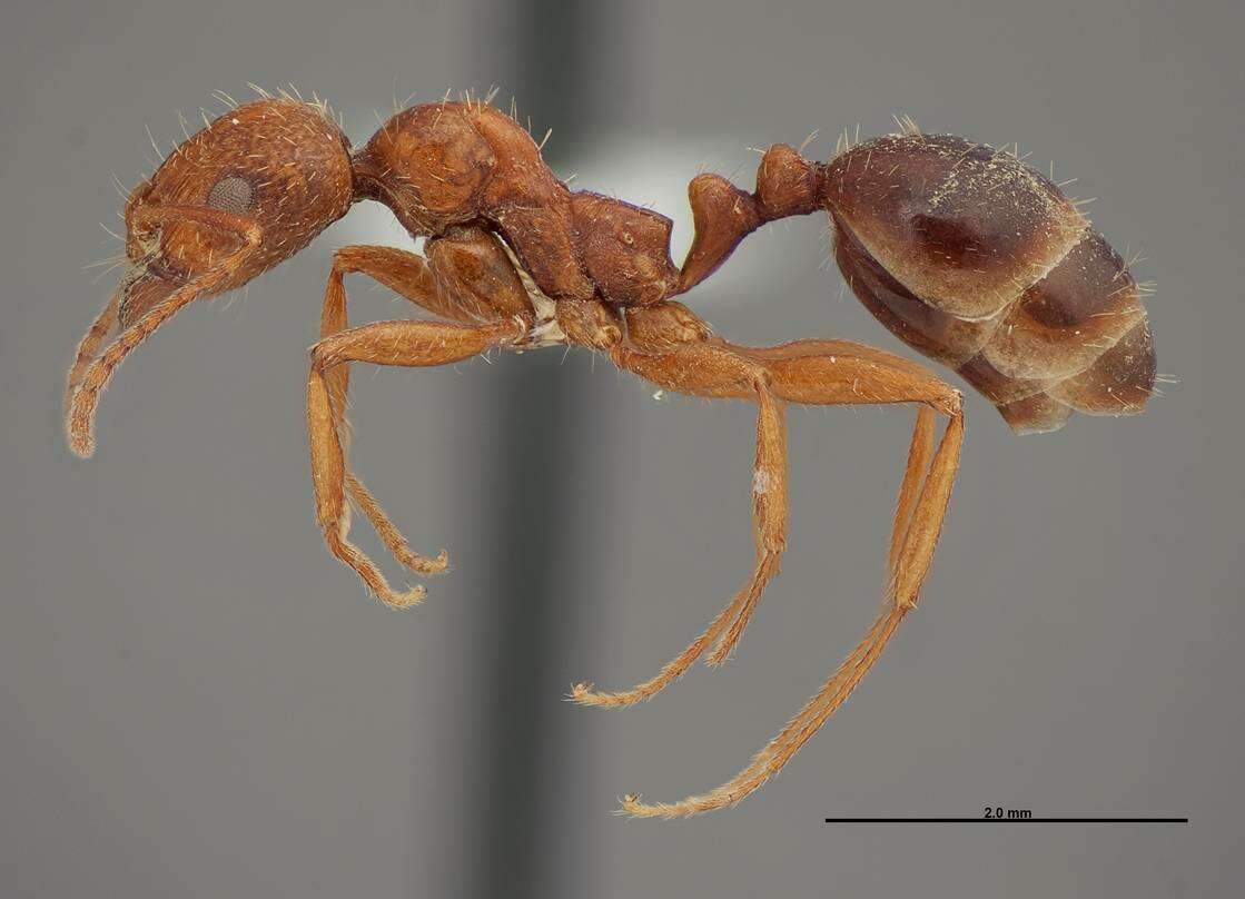 Image of Aphaenogaster uinta Wheeler 1917