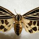 Image of Grammia virguncula Kirby 1837