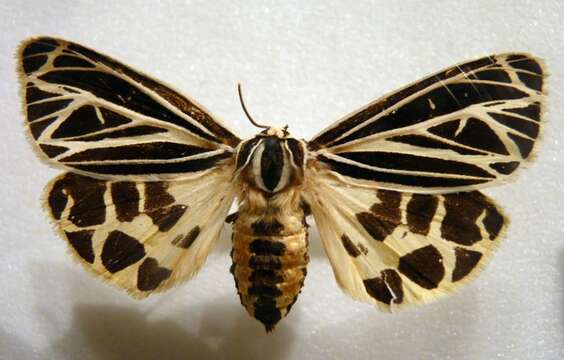 Image of Grammia virguncula Kirby 1837