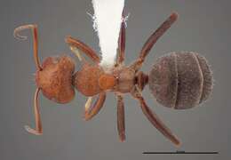 Image of Formica laeviceps Creighton 1940