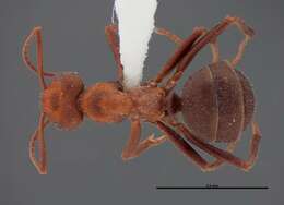 Image of Northern Red Wood Ant