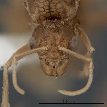 Image of Lasius fallax Wilson 1955