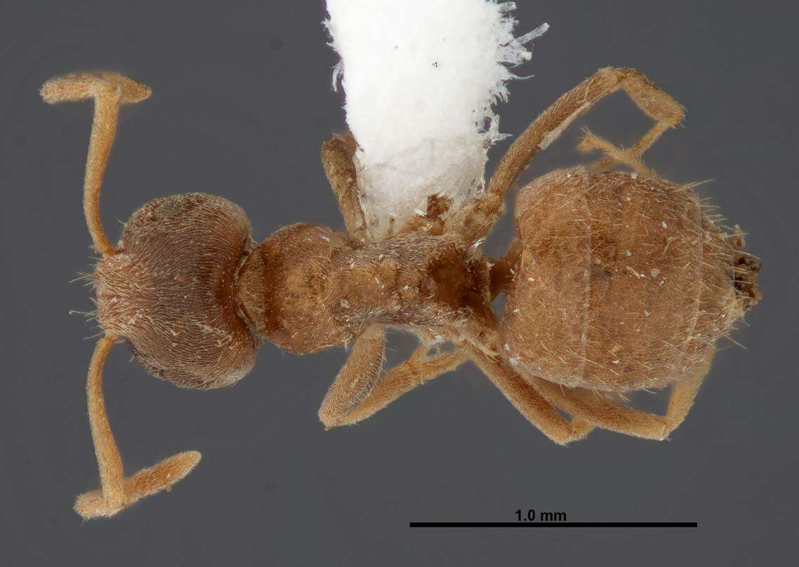 Image de Lasius sitiens Wilson 1955