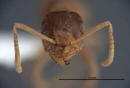 Image de Lasius sitiens Wilson 1955