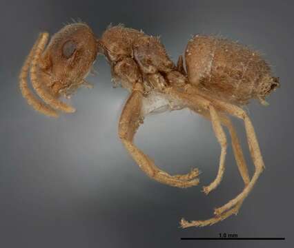 Image of Lasius sitiens Wilson 1955