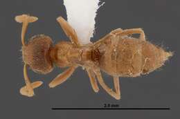 Image de Lasius sitiens Wilson 1955