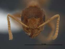 Image de Lasius sitiens Wilson 1955