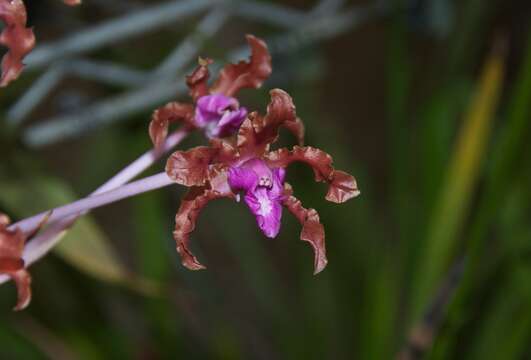 Image of Laelia moyobambae (Schltr.) C. Schweinf.