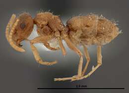 Image de Lasius sitiens Wilson 1955