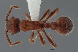 Image of Myrmica striolagaster Cole 1953