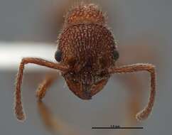 Image of Myrmica striolagaster Cole 1953