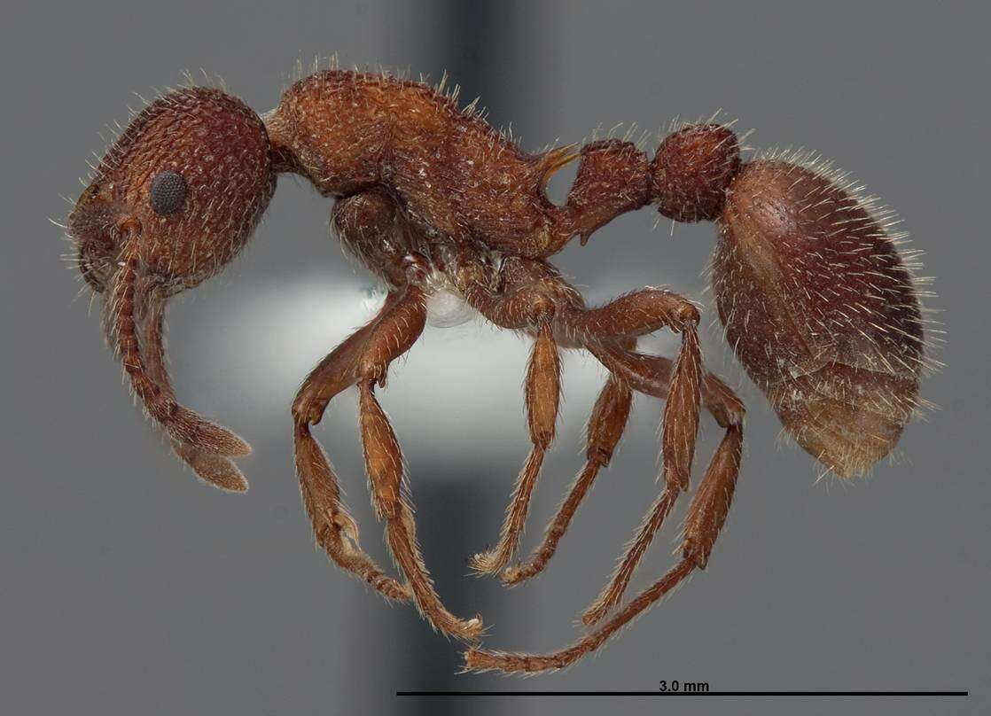 Image of Myrmica striolagaster Cole 1953